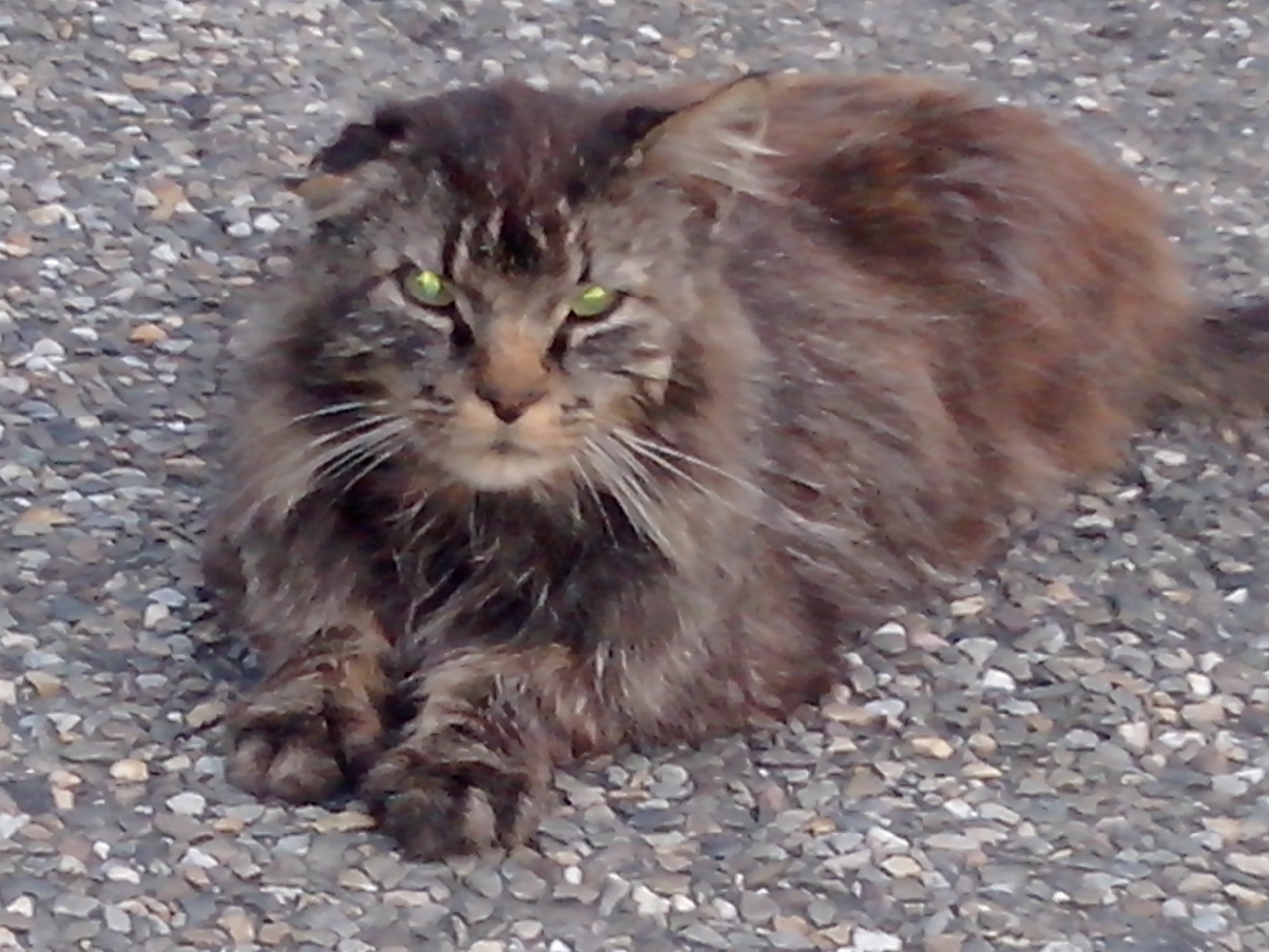 Pouchy le chat et la supervision de thérapeute.